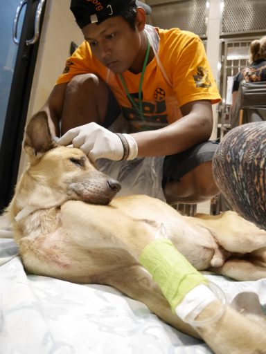 ICU - Soi Dog Foundation