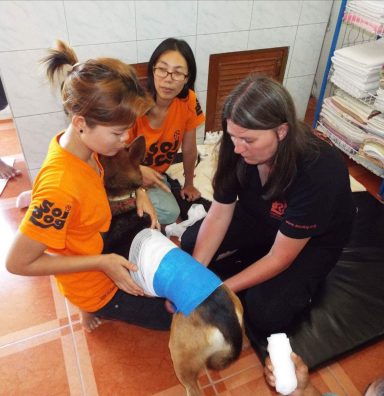 Soi Dog Foundation, Thailand