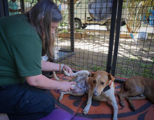 Sri Lanka Neutering Clinic Sri Lanka Neutering Clinic