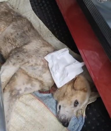 Attending to a dog that was shot in Sri Lanka Attending to a dog that was shot in Sri Lanka